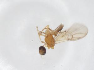  ( - CBG-A56402-D10)  @11 [ ] CreativeCommons - Attribution Share - Alike (2024) Centre for Biodiversity Genomics Centre for Biodiversity Genomics