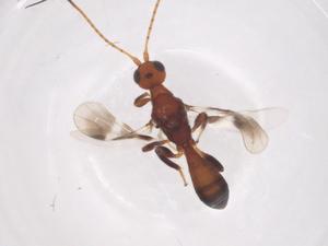  (Callihormius Malaise8451 - CBG-A56407-A10)  @11 [ ] CreativeCommons - Attribution Share - Alike (2024) Centre for Biodiversity Genomics Centre for Biodiversity Genomics