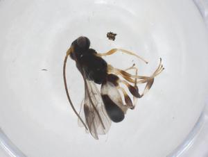  ( - CBG-A56408-D09)  @11 [ ] CreativeCommons - Attribution Share - Alike (2024) Centre for Biodiversity Genomics Centre for Biodiversity Genomics