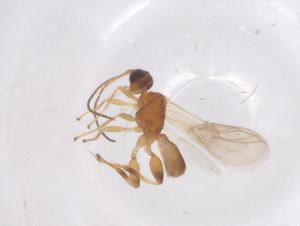  ( - CBG-A56410-C07)  @11 [ ] CreativeCommons - Attribution Share - Alike (2024) Centre for Biodiversity Genomics Centre for Biodiversity Genomics