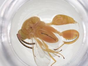  ( - CBG-A56415-C12)  @11 [ ] CreativeCommons - Attribution Share - Alike (2024) Centre for Biodiversity Genomics Centre for Biodiversity Genomics