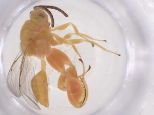  ( - CBG-A56416-C05)  @11 [ ] CreativeCommons - Attribution Share - Alike (2024) Centre for Biodiversity Genomics Centre for Biodiversity Genomics