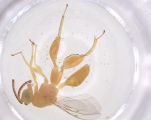  ( - CBG-A56416-F03)  @11 [ ] CreativeCommons - Attribution Share - Alike (2024) Centre for Biodiversity Genomics Centre for Biodiversity Genomics