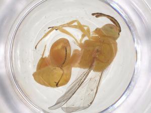  ( - CBG-A56417-H02)  @11 [ ] CreativeCommons - Attribution Share - Alike (2024) Centre for Biodiversity Genomics Centre for Biodiversity Genomics