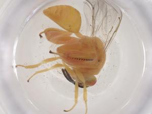  ( - CBG-A56418-B04)  @11 [ ] CreativeCommons - Attribution Share - Alike (2024) Centre for Biodiversity Genomics Centre for Biodiversity Genomics