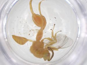  ( - CBG-A56420-F12)  @11 [ ] CreativeCommons - Attribution Share - Alike (2024) Centre for Biodiversity Genomics Centre for Biodiversity Genomics