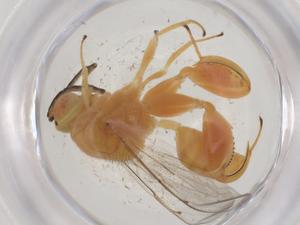  ( - CBG-A56423-E06)  @11 [ ] CreativeCommons - Attribution Share - Alike (2024) Centre for Biodiversity Genomics Centre for Biodiversity Genomics