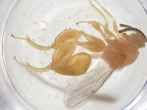  ( - CBG-A56423-H06)  @11 [ ] CreativeCommons - Attribution Share - Alike (2024) Centre for Biodiversity Genomics Centre for Biodiversity Genomics