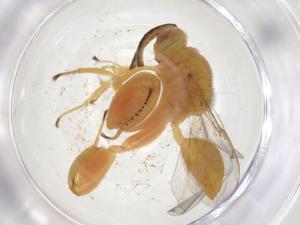  ( - CBG-A56423-H11)  @11 [ ] CreativeCommons - Attribution Share - Alike (2024) Centre for Biodiversity Genomics Centre for Biodiversity Genomics