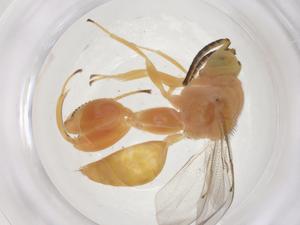  ( - CBG-A56424-A06)  @11 [ ] CreativeCommons - Attribution Share - Alike (2024) Centre for Biodiversity Genomics Centre for Biodiversity Genomics