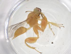  ( - CBG-A56424-E12)  @11 [ ] CreativeCommons - Attribution Share - Alike (2024) Centre for Biodiversity Genomics Centre for Biodiversity Genomics