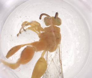  (chalMalaise01 Malaise7442 - CBG-A56425-A12)  @11 [ ] CreativeCommons - Attribution Share - Alike (2024) Centre for Biodiversity Genomics Centre for Biodiversity Genomics