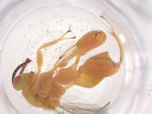  ( - CBG-A56425-B01)  @11 [ ] CreativeCommons - Attribution Share - Alike (2024) Centre for Biodiversity Genomics Centre for Biodiversity Genomics