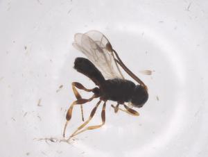  (Chelonus Malaise5939 - CBG-A56425-D04)  @11 [ ] CreativeCommons - Attribution Share - Alike (2024) Centre for Biodiversity Genomics Centre for Biodiversity Genomics