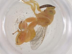  ( - CBG-A56426-B03)  @11 [ ] CreativeCommons - Attribution Share - Alike (2024) Centre for Biodiversity Genomics Centre for Biodiversity Genomics