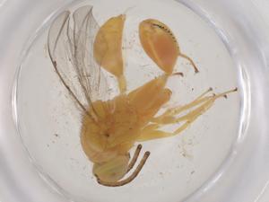  ( - CBG-A56426-D06)  @11 [ ] CreativeCommons - Attribution Share - Alike (2024) Centre for Biodiversity Genomics Centre for Biodiversity Genomics