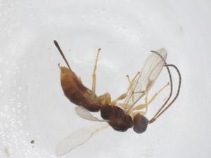  ( - CBG-A56431-D09)  @11 [ ] CreativeCommons - Attribution Share - Alike (2024) Centre for Biodiversity Genomics Centre for Biodiversity Genomics