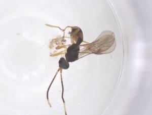  ( - CBG-A56432-A06)  @11 [ ] CreativeCommons - Attribution Share - Alike (2024) Centre for Biodiversity Genomics Centre for Biodiversity Genomics