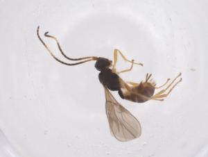  ( - CBG-A56432-B04)  @11 [ ] CreativeCommons - Attribution Share - Alike (2024) Centre for Biodiversity Genomics Centre for Biodiversity Genomics