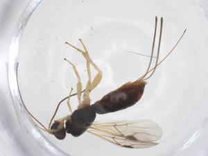  ( - CBG-A56438-G09)  @11 [ ] CreativeCommons - Attribution Share - Alike (2024) Centre for Biodiversity Genomics Centre for Biodiversity Genomics