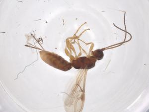  ( - CBG-A56443-H03)  @11 [ ] CreativeCommons - Attribution Share - Alike (2024) Centre for Biodiversity Genomics Centre for Biodiversity Genomics