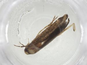  ( - CBG-A08827-D12)  @11 [ ] CreativeCommons - Attribution Share - Alike (2023) Centre for Biodiversity Genomics Centre for Biodiversity Genomics