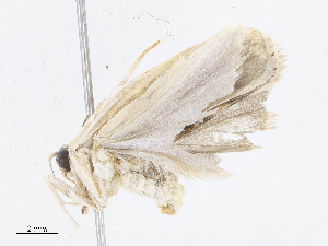  (Antaeotricha Malaise7839 - CBG-A10805-D02)  @11 [ ] CreativeCommons - Attribution Share - Alike (2023) CBG Photography Group Centre for Biodiversity Genomics