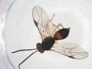  ( - CBG-A11272-F08)  @11 [ ] CreativeCommons - Attribution Share - Alike (2023) Centre for Biodiversity Genomics Centre for Biodiversity Genomics