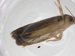  (Stenoma Janzen7836 - CBG-A15454-G12)  @11 [ ] CreativeCommons - Attribution Share - Alike (2023) Centre for Biodiversity Genomics Centre for Biodiversity Genomics