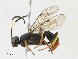  (Carinodes malaise2936 - CBG-A16688-C10)  @11 [ ] CreativeCommons - Attribution Share - Alike (2023) CBG Photography Group Centre for Biodiversity Genomics