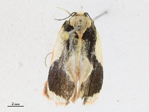  (elachMalaise9825 - CBG-A16688-E06)  @11 [ ] CreativeCommons - Attribution Share - Alike (2023) CBG Photography Group Centre for Biodiversity Genomics
