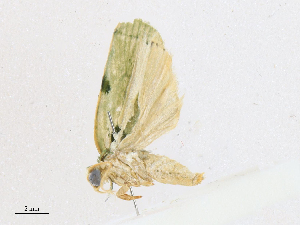  (Glena Malaise8798 - CBG-A16689-C05)  @11 [ ] CreativeCommons - Attribution Share - Alike (2023) CBG Photography Group Centre for Biodiversity Genomics