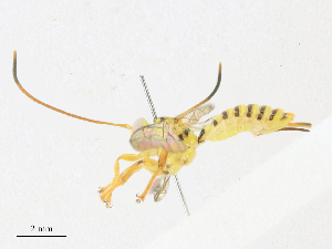  (Xanthopimpla Malaise6689 - CBG-A16689-E12)  @11 [ ] CreativeCommons - Attribution Share - Alike (2023) CBG Photography Group Centre for Biodiversity Genomics