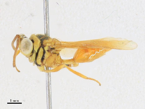  (chalMalaise01 Malaise1871 - CBG-A16689-F01)  @11 [ ] CreativeCommons - Attribution Share - Alike (2023) CBG Photography Group Centre for Biodiversity Genomics