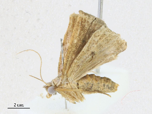  ( - CBG-A16690-E07)  @11 [ ] CreativeCommons - Attribution Share - Alike (2023) CBG Photography Group Centre for Biodiversity Genomics