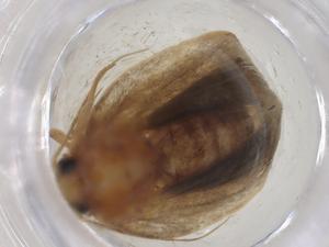  (Antaeotricha Malaise7848 - CBG-A17407-B02)  @11 [ ] CreativeCommons - Attribution Share - Alike (2023) Centre for Biodiversity Genomics Centre for Biodiversity Genomics