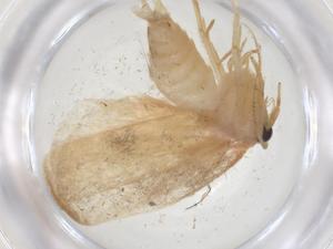  ( - CBG-A17409-C09)  @11 [ ] CreativeCommons - Attribution Share - Alike (2023) Centre for Biodiversity Genomics Centre for Biodiversity Genomics