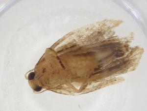  ( - CBG-A18738-C03)  @11 [ ] CreativeCommons - Attribution Share - Alike (2023) Centre for Biodiversity Genomics Centre for Biodiversity Genomics