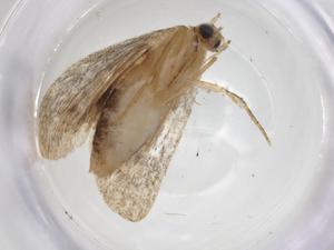  (erebidBioLep01 BioLep7703 - CBG-A18756-E12)  @11 [ ] CreativeCommons - Attribution Share - Alike (2023) Centre for Biodiversity Genomics Centre for Biodiversity Genomics