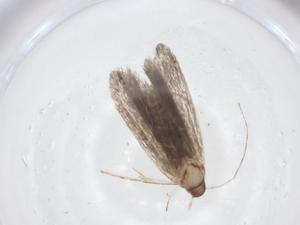  ( - CBG-A18757-C02)  @11 [ ] CreativeCommons - Attribution Share - Alike (2023) Centre for Biodiversity Genomics Centre for Biodiversity Genomics