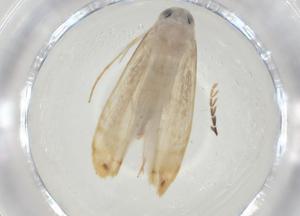  (pyraMalaise01 Malaise5397 - CBG-A35897-C04)  @11 [ ] CreativeCommons - Attribution Share - Alike (2024) Centre for Biodiversity Genomics Centre for Biodiversity Genomics