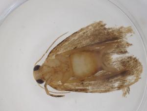  ( - CBG-A35935-A04)  @11 [ ] CreativeCommons - Attribution Share - Alike (2024) Centre for Biodiversity Genomics Centre for Biodiversity Genomics