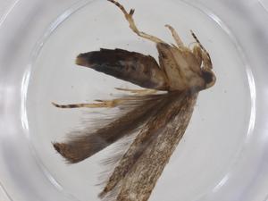  ( - CBG-A35935-C02)  @11 [ ] CreativeCommons - Attribution Share - Alike (2024) Centre for Biodiversity Genomics Centre for Biodiversity Genomics