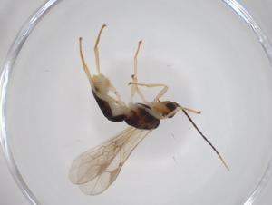  (Stiropius Malaise0908 - CBG-A35935-D05)  @11 [ ] CreativeCommons - Attribution Share - Alike (2024) Centre for Biodiversity Genomics Centre for Biodiversity Genomics