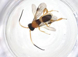  (Leptodrepana Malaise4312 - CBG-A35959-H01)  @11 [ ] CreativeCommons - Attribution Share - Alike (2024) Centre for Biodiversity Genomics Centre for Biodiversity Genomics