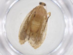  ( - CBG-A36892-C09)  @11 [ ] CreativeCommons - Attribution Share - Alike (2024) Centre for Biodiversity Genomics Centre for Biodiversity Genomics