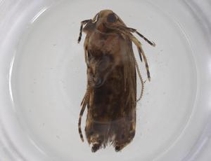  (erebidBioLep01 Malaise9271 - CBG-A36893-A04)  @11 [ ] CreativeCommons - Attribution Share - Alike (2024) Centre for Biodiversity Genomics Centre for Biodiversity Genomics