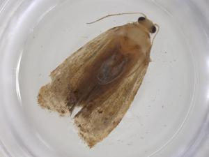  ( - CBG-A36893-A07)  @11 [ ] CreativeCommons - Attribution Share - Alike (2024) Centre for Biodiversity Genomics Centre for Biodiversity Genomics