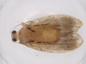  ( - CBG-A36894-B11)  @11 [ ] CreativeCommons - Attribution Share - Alike (2024) Centre for Biodiversity Genomics Centre for Biodiversity Genomics