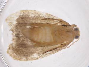  ( - CBG-A36897-H11)  @11 [ ] CreativeCommons - Attribution Share - Alike (2024) Centre for Biodiversity Genomics Centre for Biodiversity Genomics